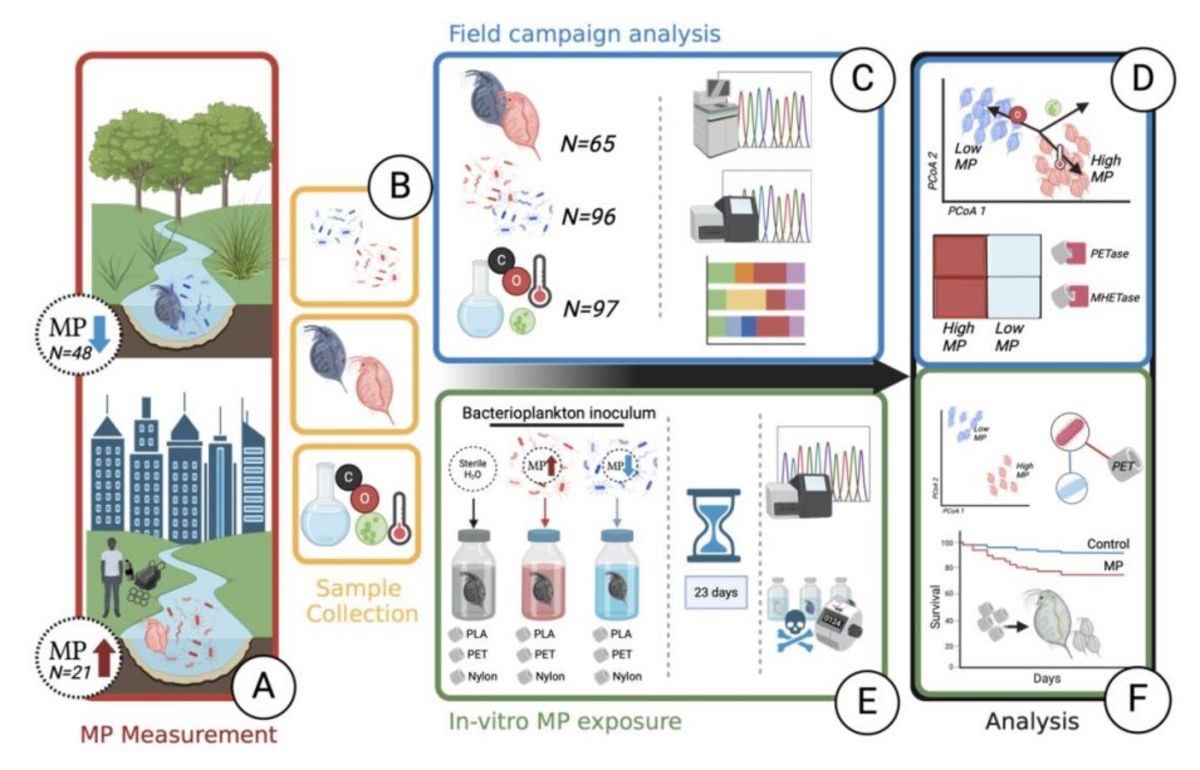 [94] Effects of microplastics on daphnia-associated microbiomes in situ and in vitro